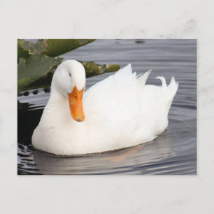 Vit anka foto vykort