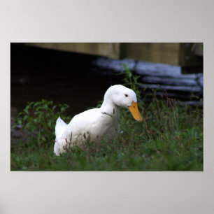 Vit anka fotoaffisch poster