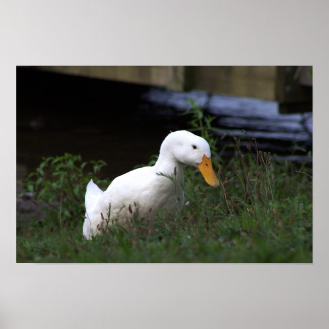 Vit anka fotoaffisch poster (Framsidan)