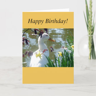 Vit Anka i Gult - Daffodils Card Kort