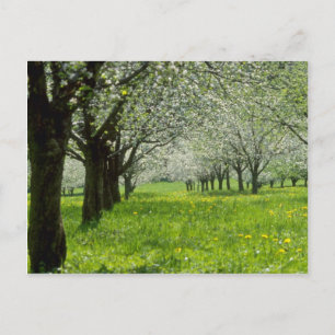 vit äpple-träd i vår blommor vykort