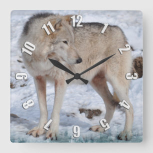 Vit arktisk Varg och Snö Wildlife Art Clock Fyrkantig Klocka