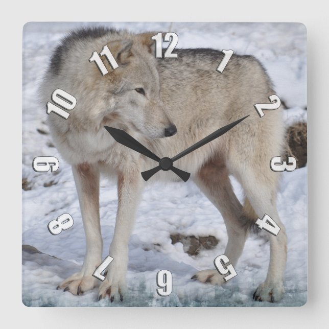 Vit arktisk Varg och Snö Wildlife Art Clock Fyrkantig Klocka (Framsida)