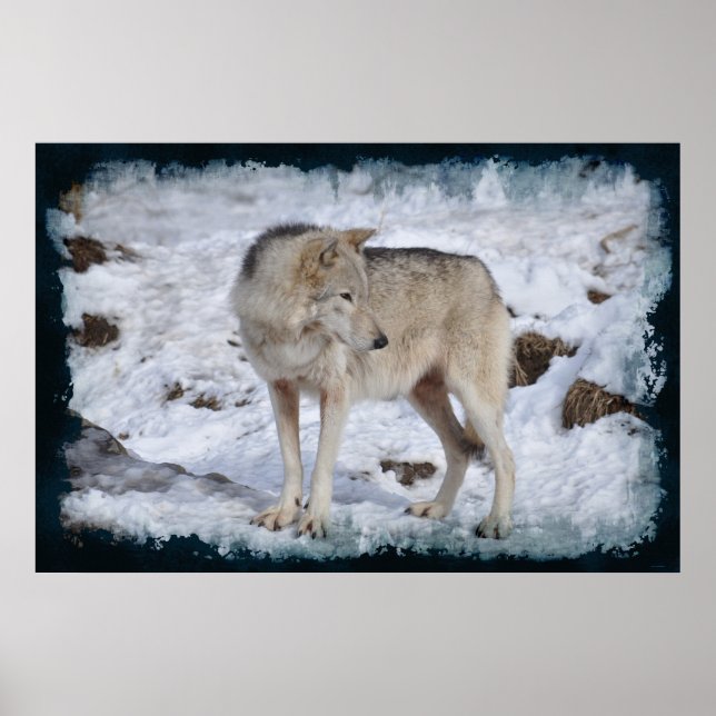 Vit arktisk Varg och Winter Snö Wildlife Photo Poster (Framsidan)