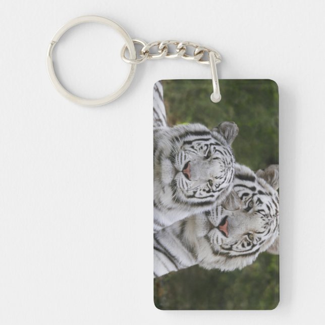 Vit arrangerar gradvis, den Bengal tigern, Tigris (Framsidan)