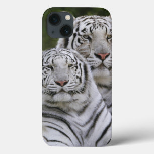 Vit arrangerar gradvis, den Bengal tigern, Tigris