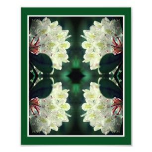 Vit azalea-blomma med Raindrops Abstrakt 8x10 Fototryck