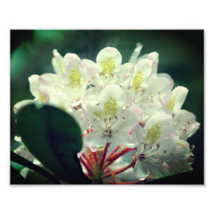 Vit azalea-blomma med regndroppar 8x10 fototryck