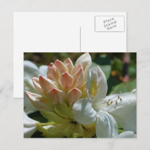 Vit Azalea-blomma Vykort
