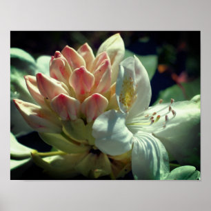 Vit Azalea FLOD- Blommar och Bud Poster