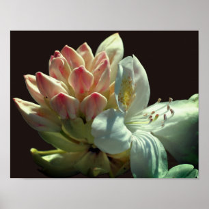 Vit Azalea FLOD Blommar och bufflar Poster