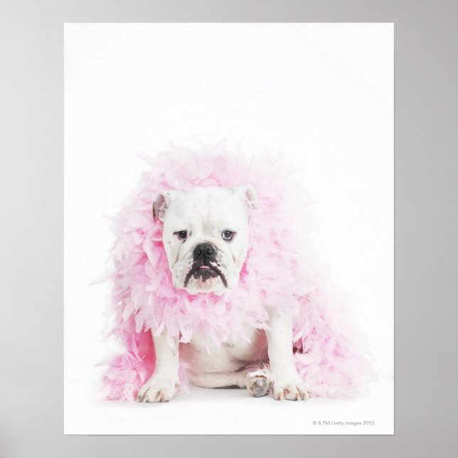 vit bakgrund, vit bullhund, rosa fjäder poster (Framsidan)