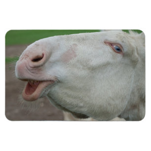 Vit Baroque Donkey Magnet