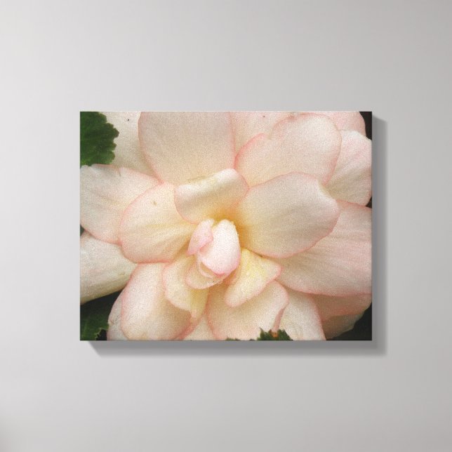 Vit Begonia Blomma Canvastryck (Framsida)