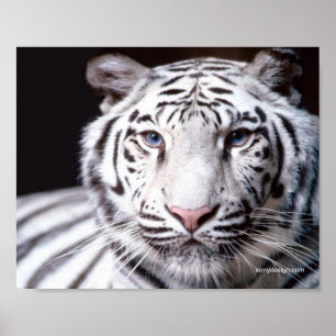 Vit Bengal Tiger Fotografi Poster
