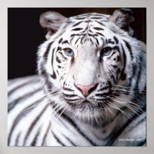 Vit Bengal Tiger Fotografi Poster