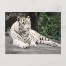 Vit Bengalisk Tiger Liggande På Klippan Vykort