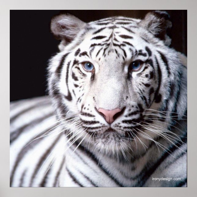 Vit Bengalisk Tiger Poster (Framsidan)