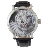 Vit bengaltiger-fotografi