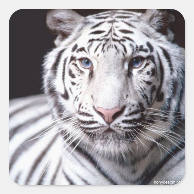 Vit bengaltiger-fotografi fyrkantigt klistermärke (Framsida)