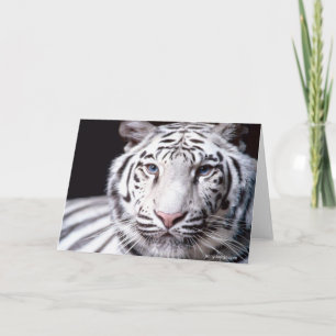 Vit bengaltiger-fotografi kort