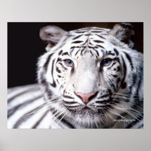 Vit bengaltiger-fotografi poster