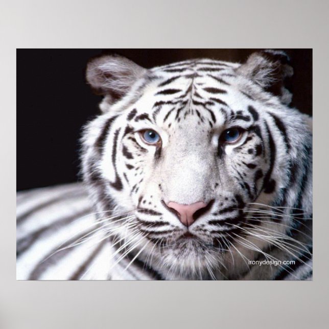 Vit bengaltiger-fotografi poster (Framsidan)