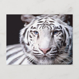 Vit bengaltiger-fotografi vykort
