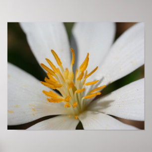 Vit Blodblomma Nära Poster