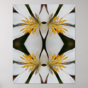 Vit Blodblomma Nära Spegel Abstrakt Poster