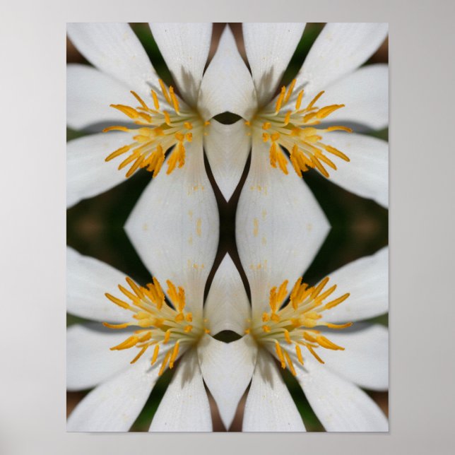 Vit Blodblomma Nära Spegel Abstrakt Poster (Framsidan)