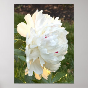 Vit blomfoto Poster