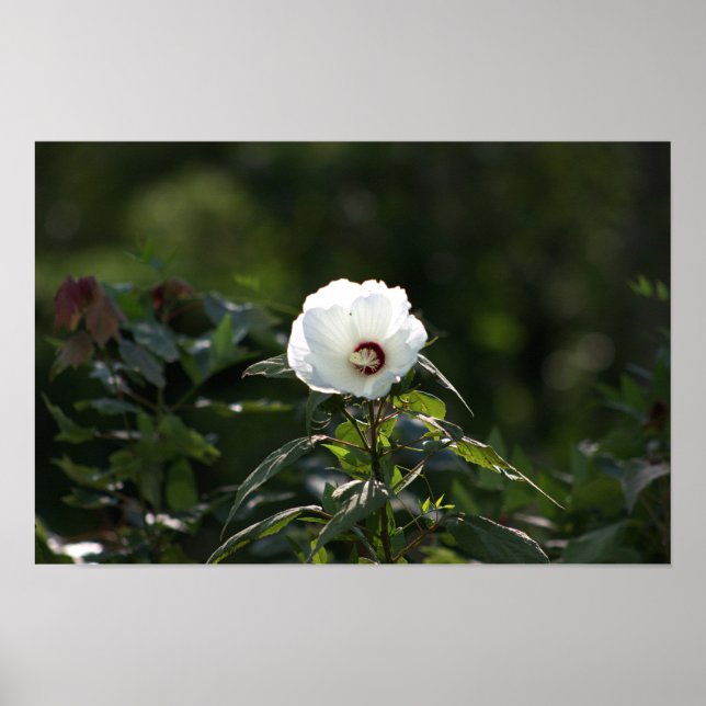 Vit blomfoto Poster (Framsidan)