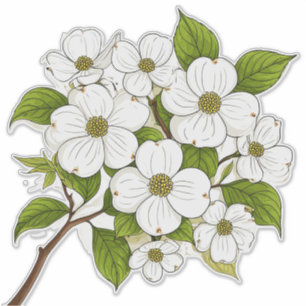Vit blomkluster av dogwood på gren klistermärken