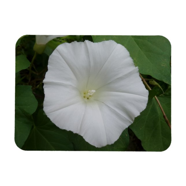 Vit blomma, 3 tum x 4 tum Magnet (Horisontell)