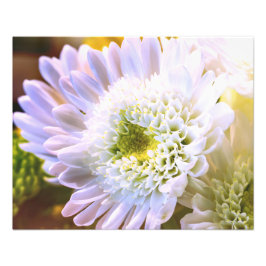 Vit blomma Alt Fototryck