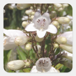 Vit blomma fyrkantigt klistermärke