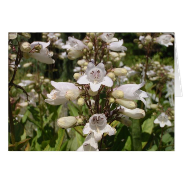 Vit blomma hälsningskort (Framsidan Horizontal)