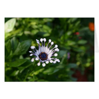 vit blomma hälsningskort