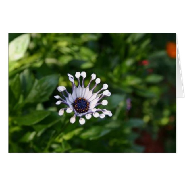 vit blomma hälsningskort (Framsidan Horizontal)