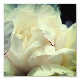 Vit blomma i Bloom Stäng 8 x 8 Fototryck