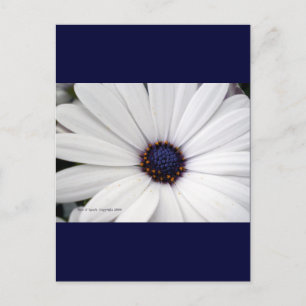 Vit blomma med blå mittpunkt vykort