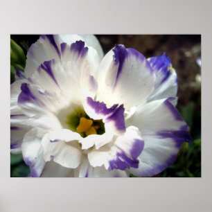 Vit blomma med lila trim poster