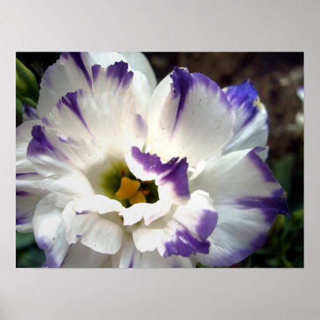 Vit blomma med lila trim poster (Framsidan)