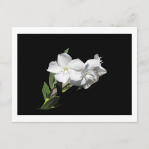 Vit blomma - Oleander - Svart Vykort
