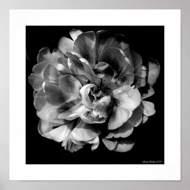 Vit blomma på svart bakgrund II Poster (Framsidan)