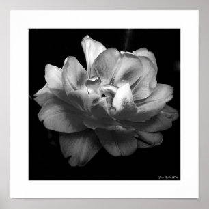 Vit blomma på svart bakgrund poster