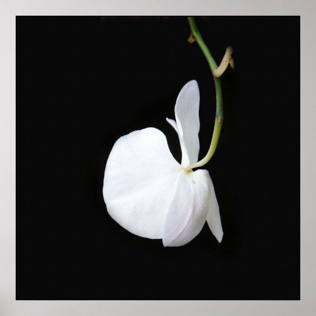 Vit blomma på svart, liten Poster (Framsidan)