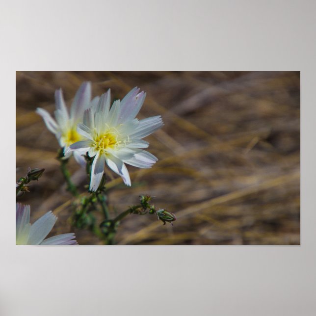 vit blomma poster (Framsidan)