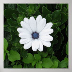 Vit blomma poster
